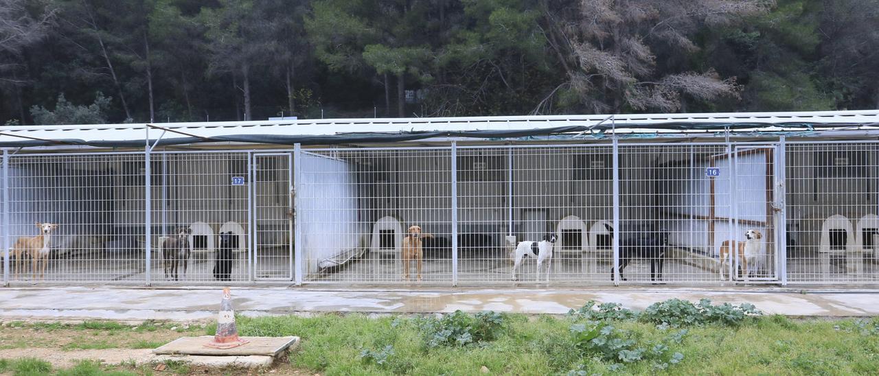 El 87% de los animales que llegan al refugio de Gandia encuentran hogar -  Levante-EMV