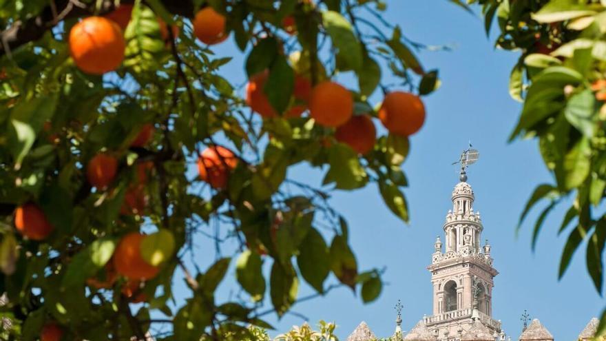 Descubren que los naranjos pueden rebajar hasta 12 grados la temperatura de una ciudad