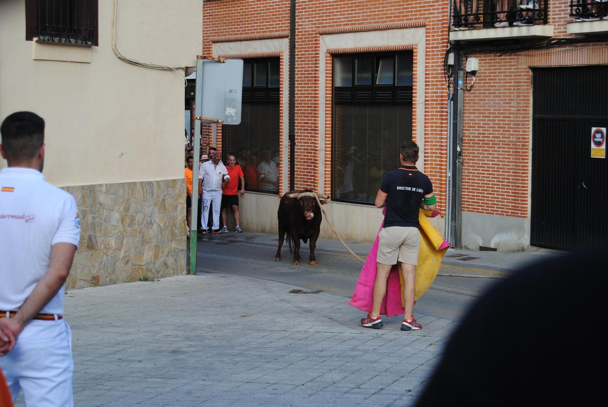 Así ha sido la carrera del torito Espléndido en Benavente