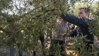 Catalunya inicia una nueva campaña del aceite de oliva con precios un 20% más bajos que el año pasado