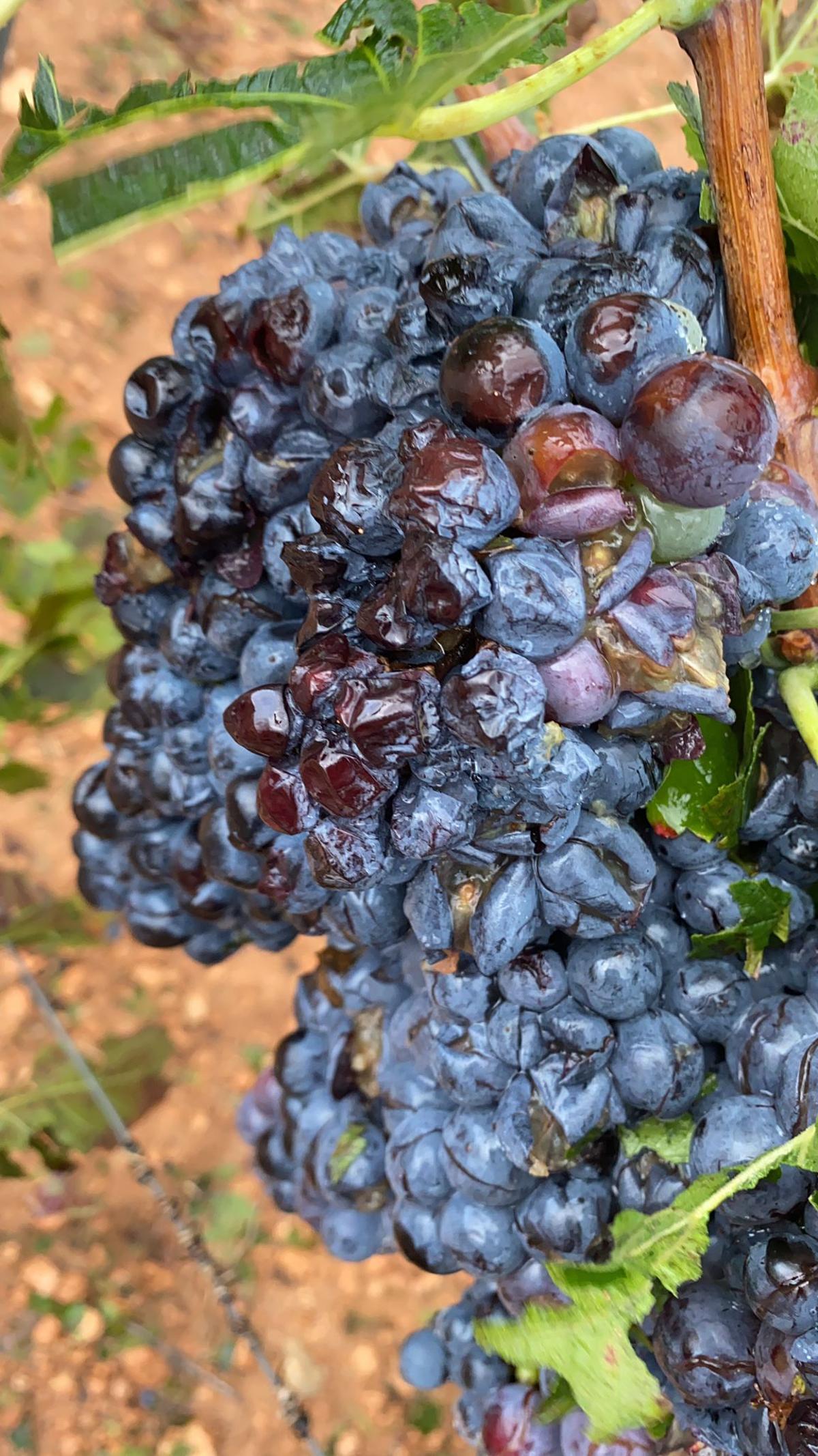 Viñedo afectado por el granizo en Fuenterrobles.