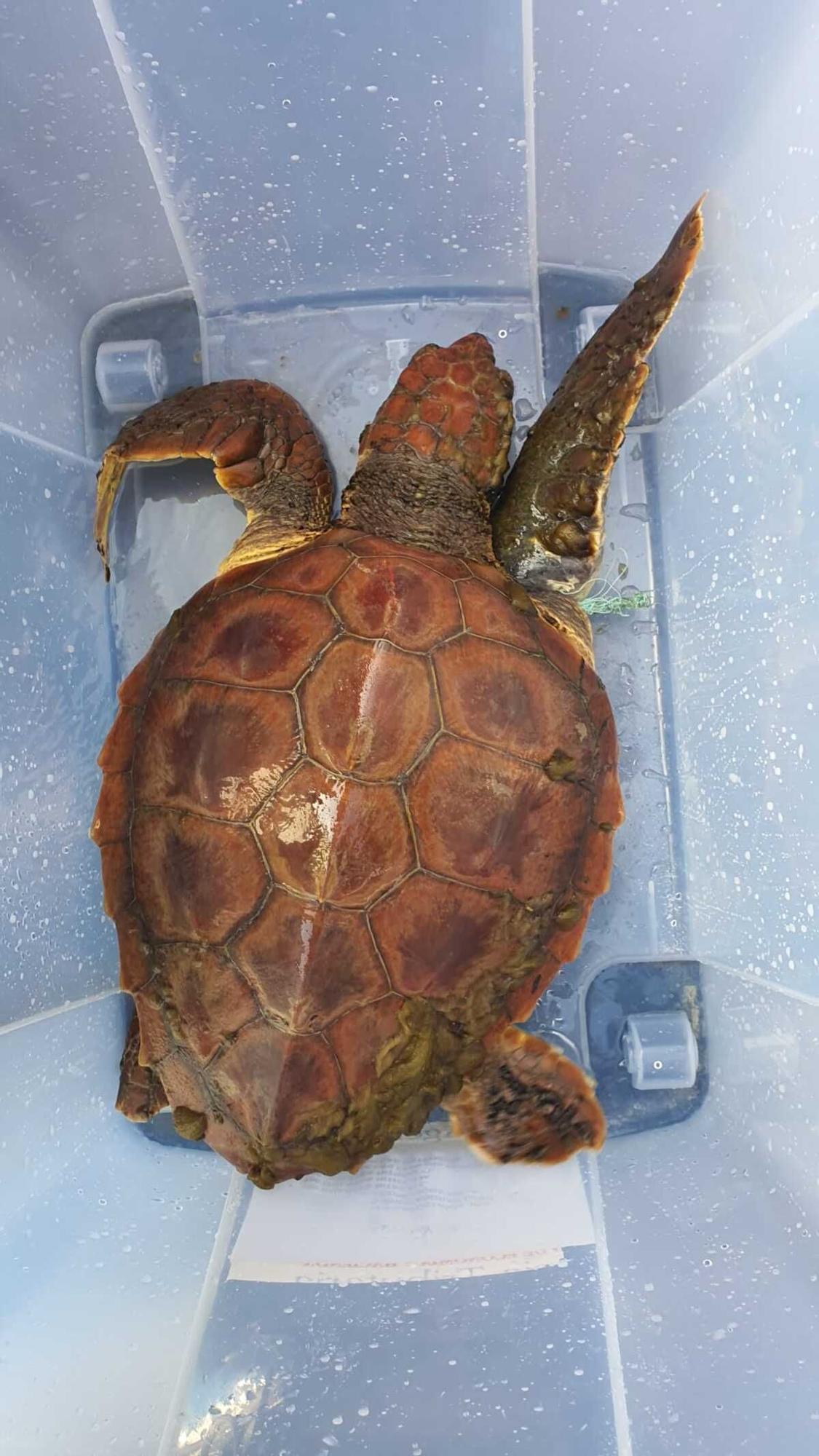La tortuga tras ser liberada de la red en la costa de Telde.