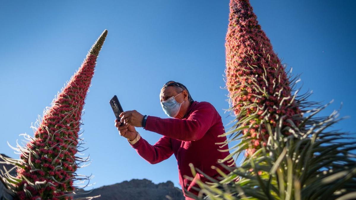 Un visitante fotografía tajinastes en el Parque Nacional del Teide.