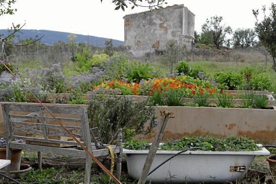 In ihrem Garten bei Sencelles züchtet Heide Göbel wilde Kräuter, Gemüse sowie Zierpflanzen mit Blüten, die nicht nur essbar sind, sondern richtig gut schmecken.