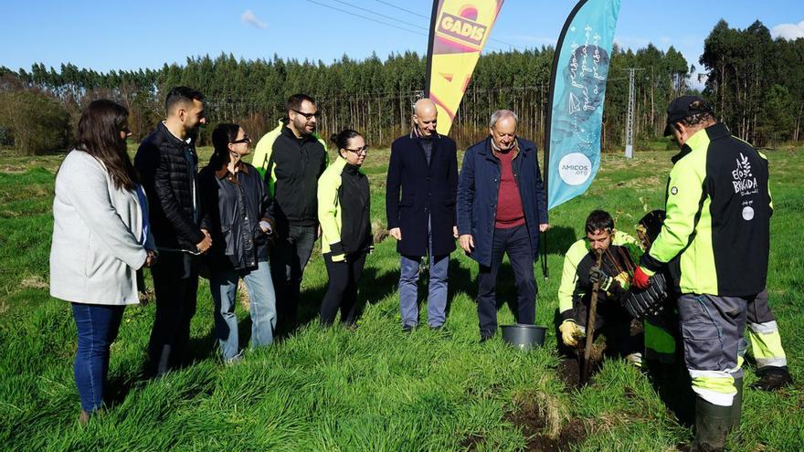 Gadis y Amicos reforestan con abedules un terreno en Curtis