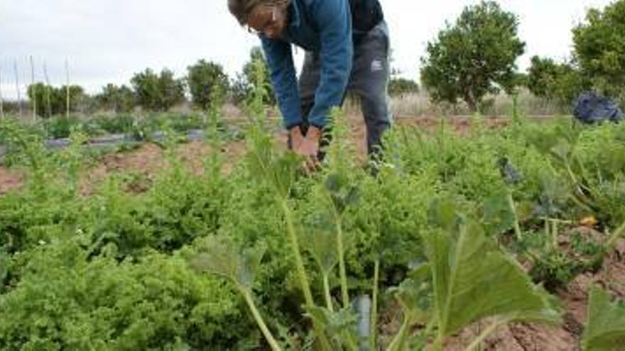 Vila-real apuesta por la agricultura ecológica