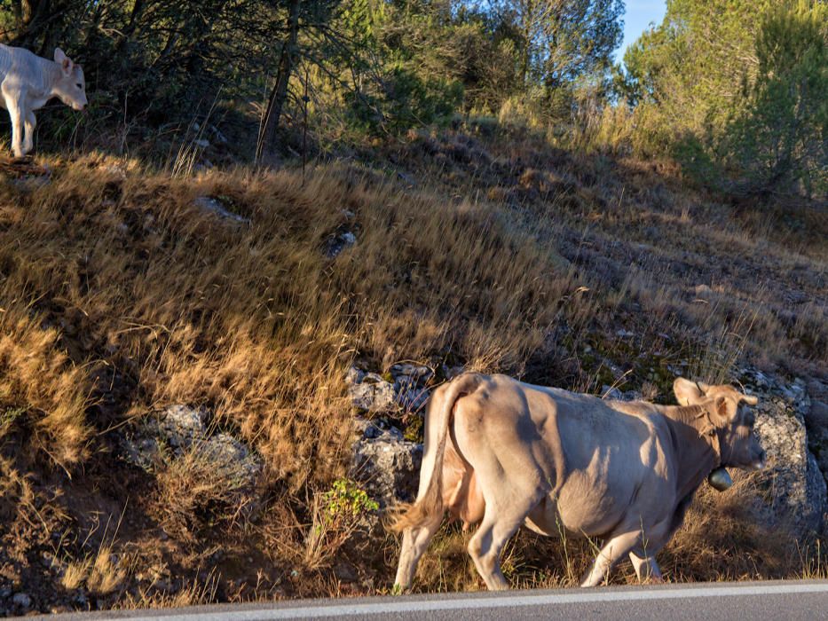 Una vaca i un vedell, al mig de l'N-141c