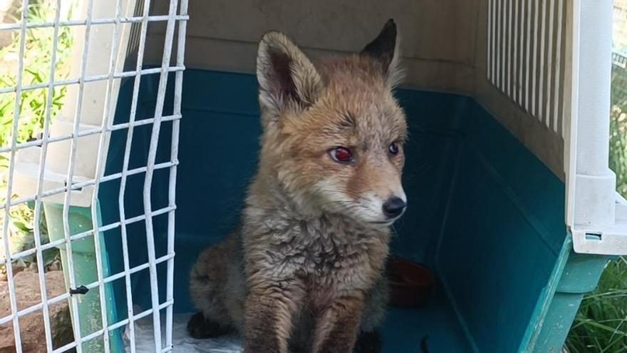 Guineu invident que va arribar al Zoo del Pirineu per mitjà del centre de rescat