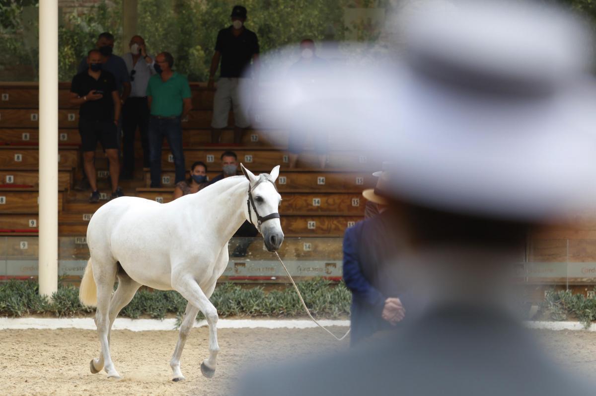 Primer día de Cabalcor y del concurso morfológico