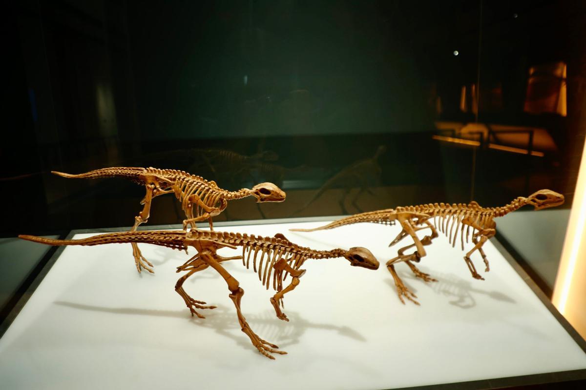 "Dinosaurios de la Patagonia".