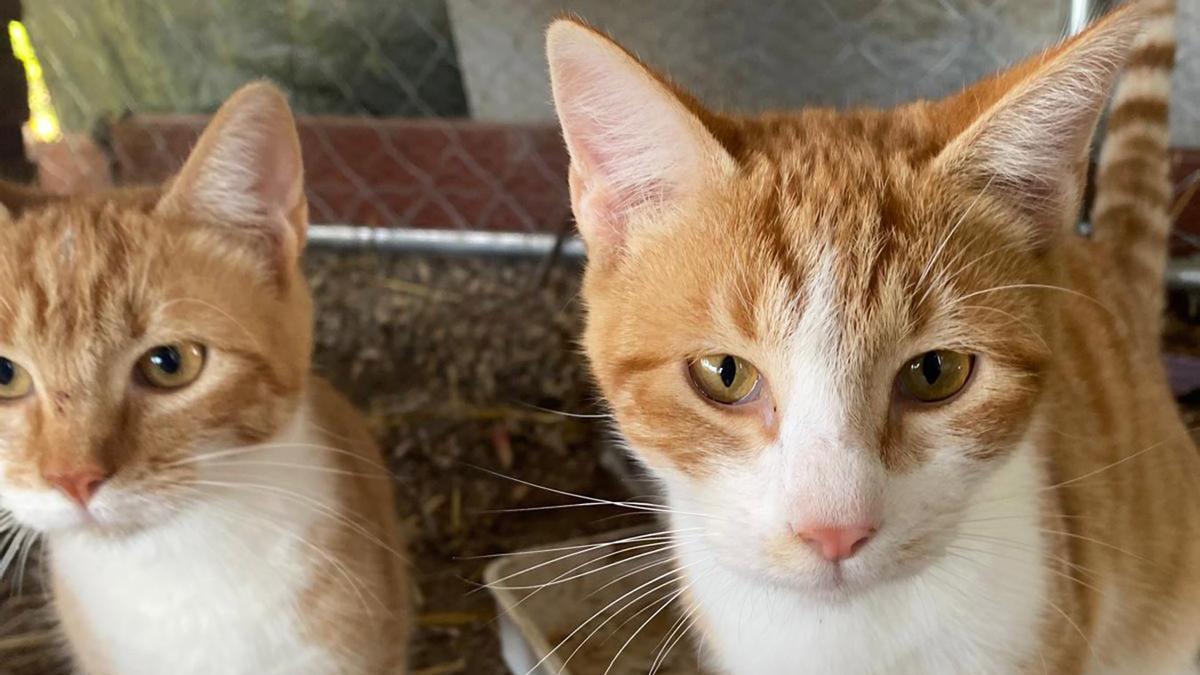 Gatos de la colonia felina de la prisión Sevilla II.