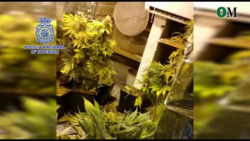 Detenido un vecino del Puerto de la Torre por cultivar marihuana en dos trasteros