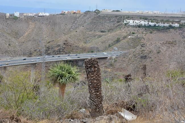 PALMERAL ENFERMO EN EL LAZO Y EL FONDILLO