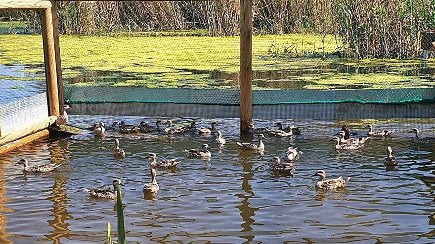 El paraje natural de El Clot de Galvany en una imagen reciente. | INFORMACIÓN