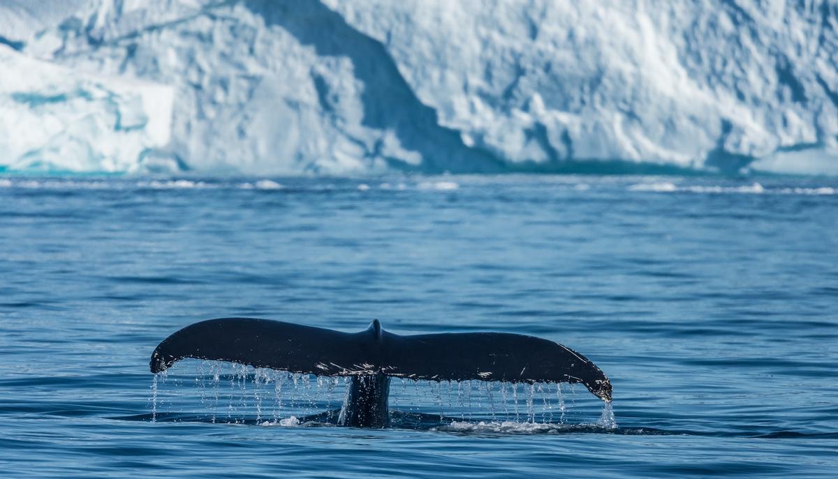 Una ballena en Groenlandia