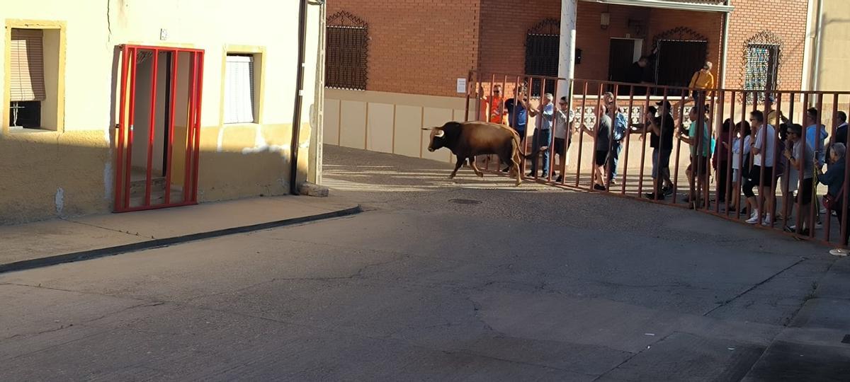 GALERÍA | Morales de Toro vive su primer encierro de las fiestas de San Roque 2024 GALERÍA | Morales de Toro vive su primer encierro de las fiestas de San Roque 2024