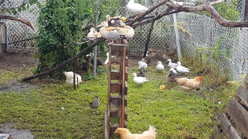 Más aves, ayer, en los terrenos de una familia de la comarca. | FDV