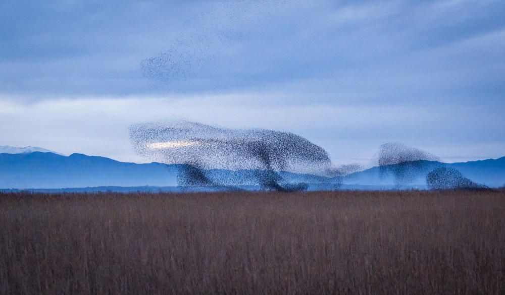 Estornells als Aiguamolls de l'Empordà