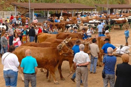 Feria de ganado, concurso de arrastre y trasquilada