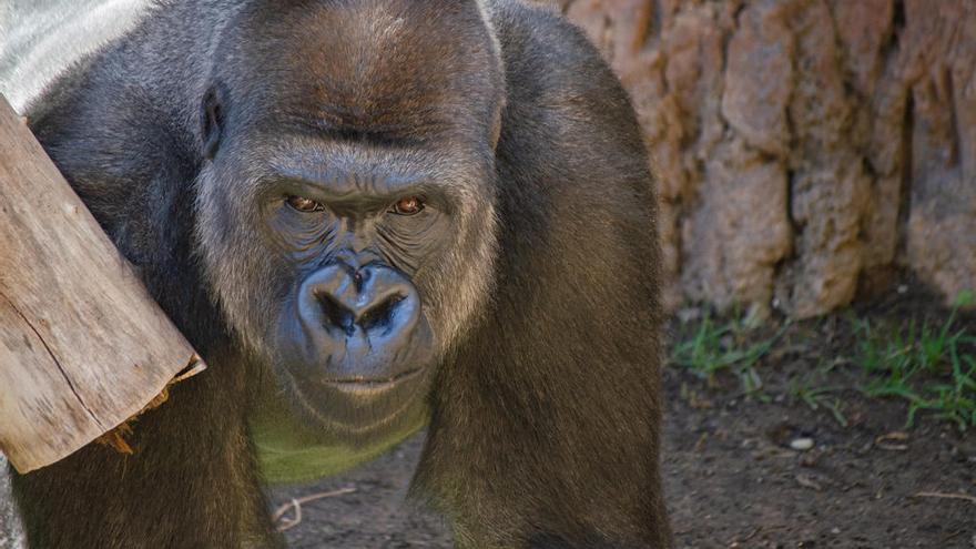 Un gorila, en las instalaciones de Bioparc Fuengirola.