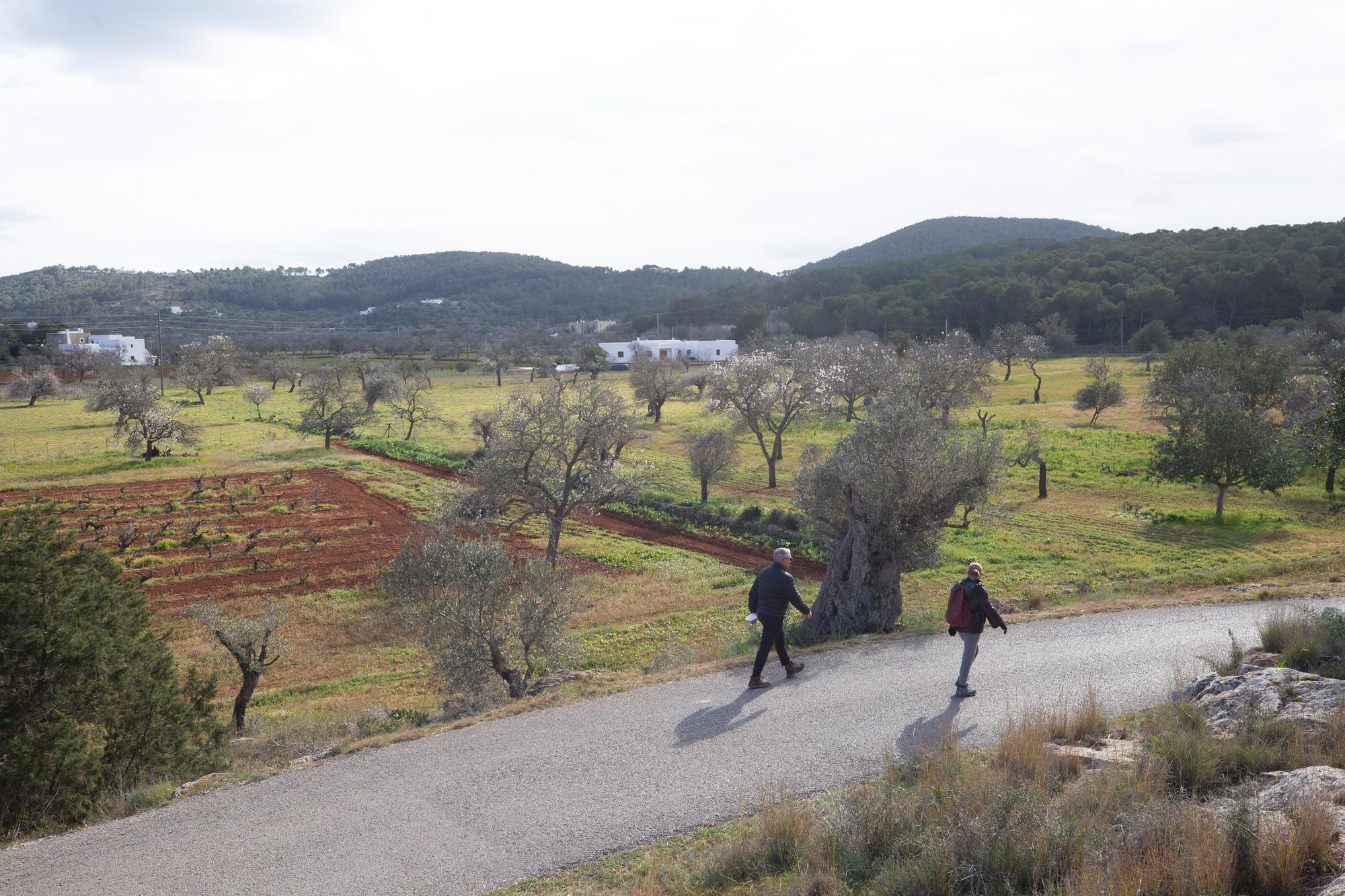 Almendros en flor en Ibiza