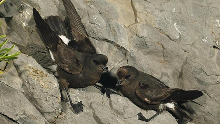 Una pareja de paíños mediterráneos.