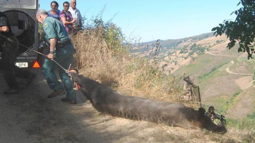 El oso, la imagen del &quot;paraíso natural&quot;, sufre la crisis de los cincuenta