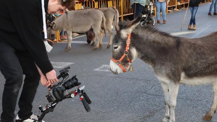 Perros policía y animales de granja completan el desfile de Sant Antoni en València