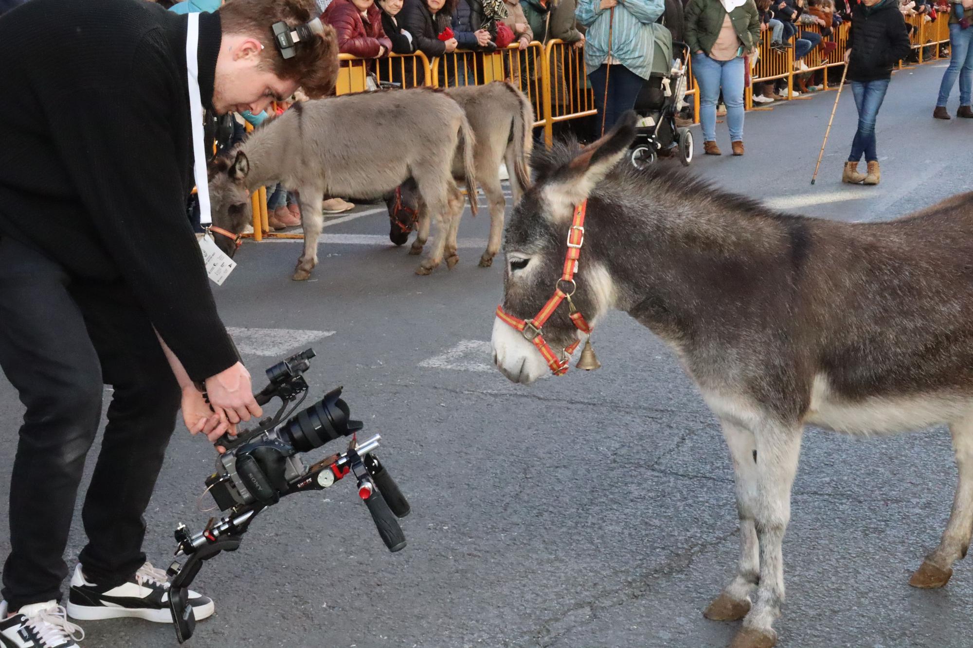 Perros policía y animales de granja completan el desfile de Sant Antoni en València