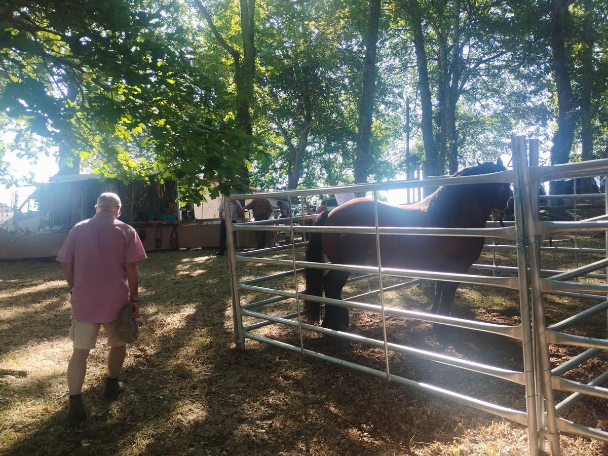 La feria sin vacas de San Pedro de Mallecina, en Salas, en imágenes