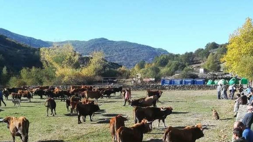 Vecinos de Porto observan vacas en una de las últimas ferias.