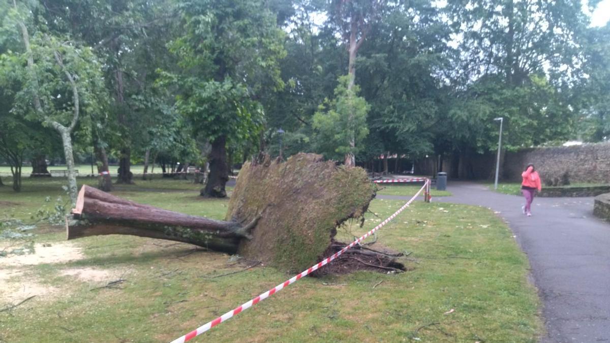 Uno de los árboles derribados del parque de Ferrera este sábado.