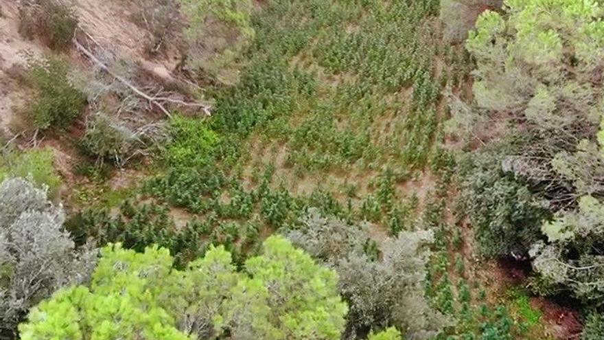 Desmantellen un cultiu amb 1.925 plantes de marihuana al Maresme