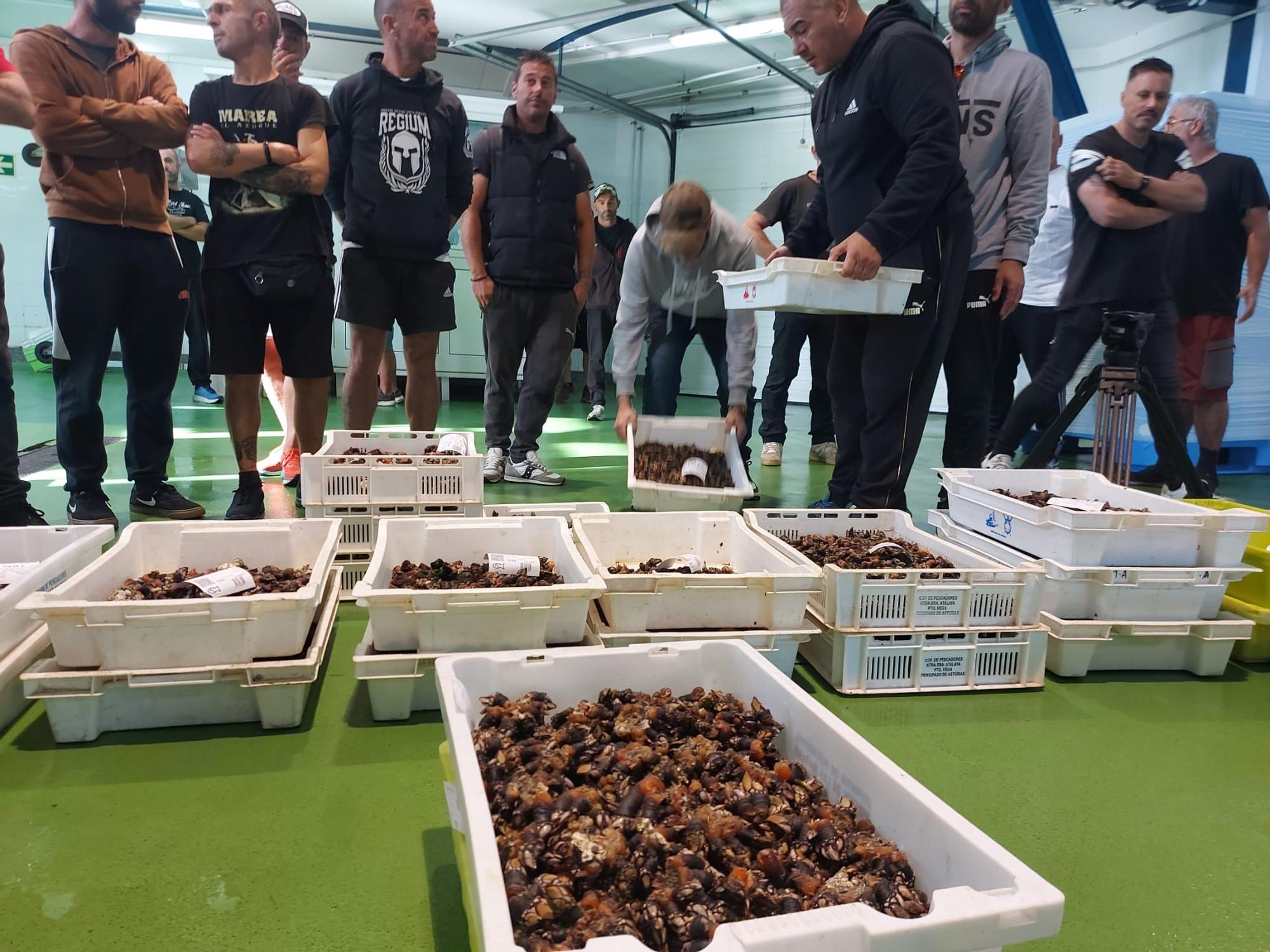 En imágenes: La primera subasta de percebe de la temporada en la rula de Puerto de Vega