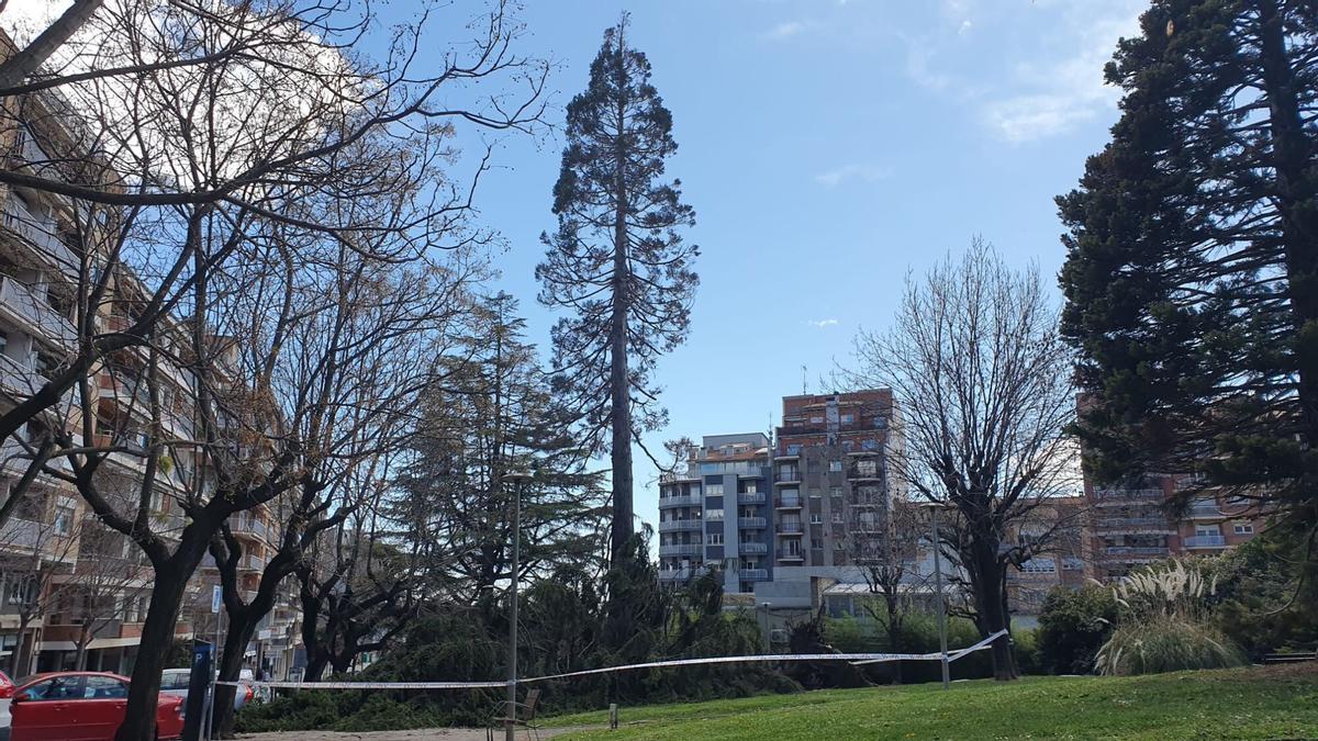 Imatge d'arxiu de la caiguda d'un arbre al passeig de la Pau on apareix la sequoia ara retirada