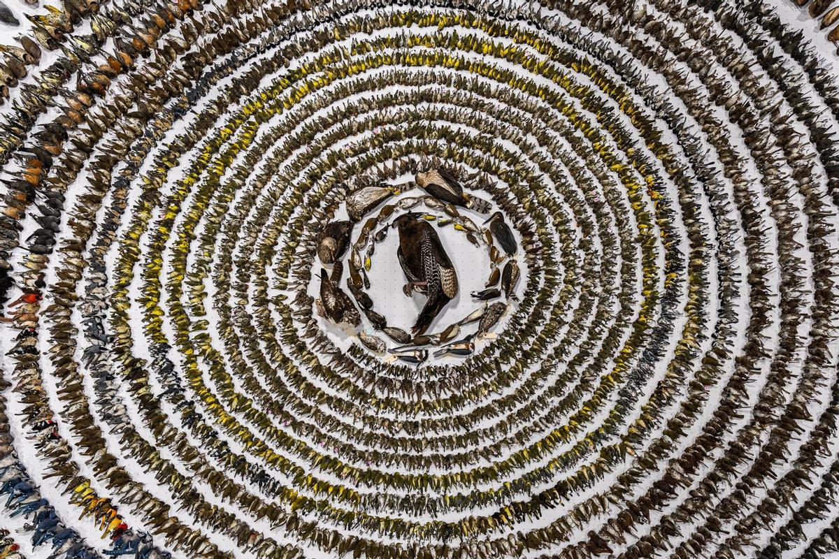 'Cuando los mundos chocan', ganadora general, fotógrafa de aves del año 2024 y premio en la categoría 'Conservación'.