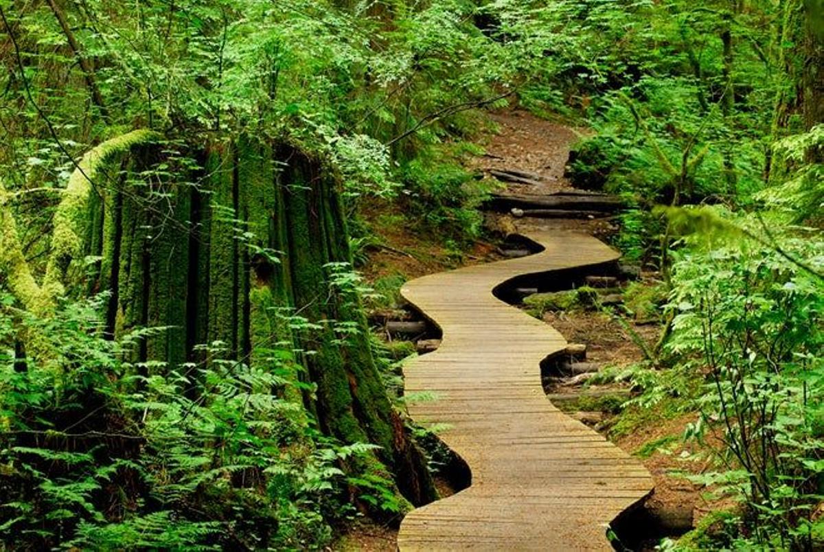 El bosque del Monte Seymour