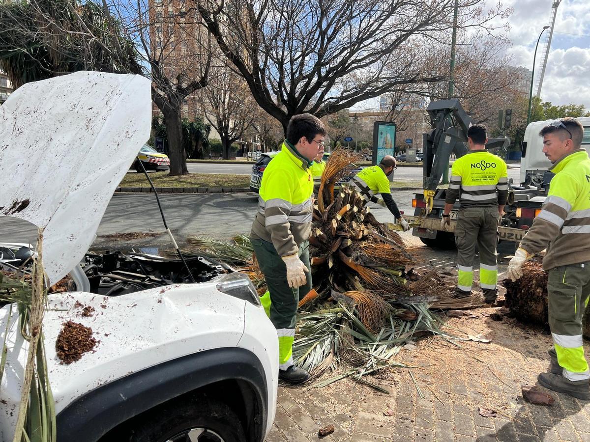 Imagen del coche y los restos de la palmera.