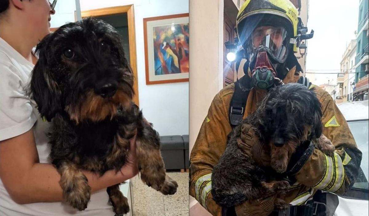 Nunak, el simpático perro al que salvaron los bomberos del incendio en Dénia