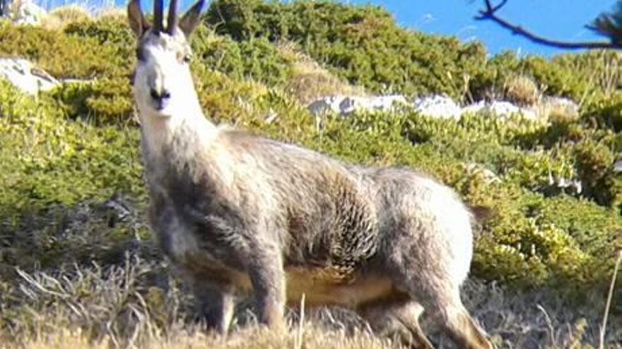 Isards de la muntanyes del Cadí