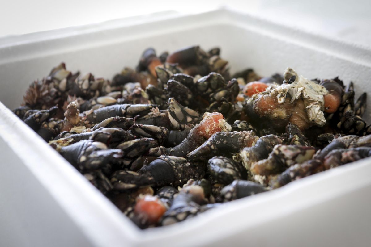 Percebes.