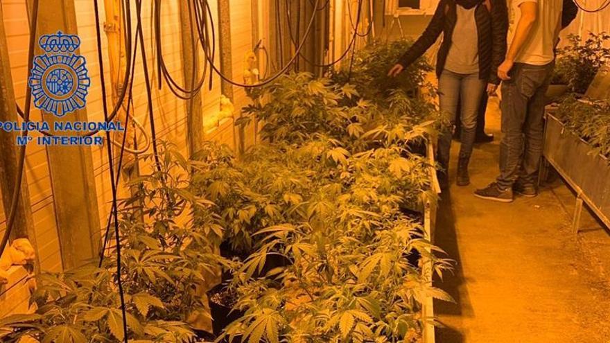 La Policía Nacional desmantela una plantación de marihuana en Nàquera