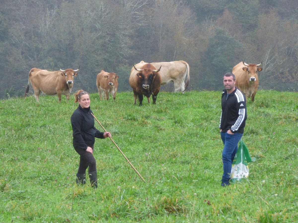Sandra Menéndez y Rubén González en el prado con &quot;Barroso&quot; y otras vacas.