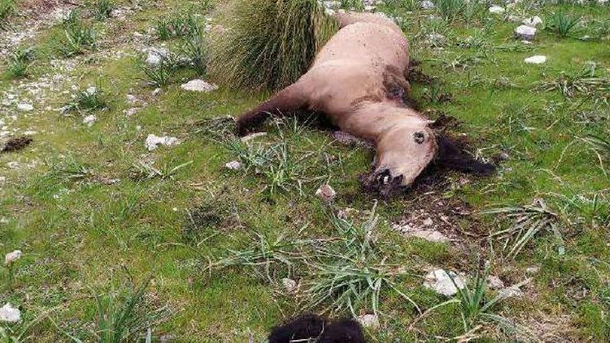 Imputado por matar a hachazos a un caballo en una finca en Mallorca.