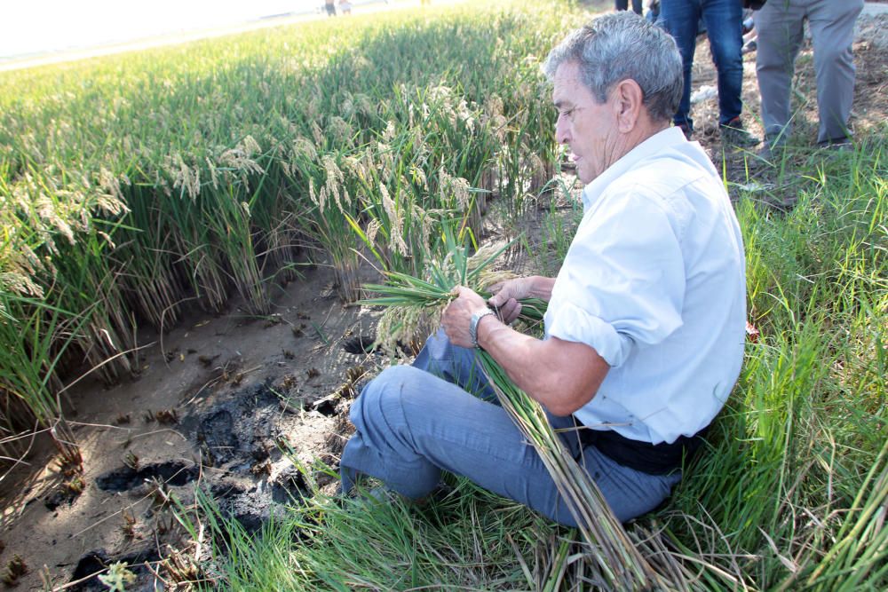 Fiesta de la Siega del Arroz