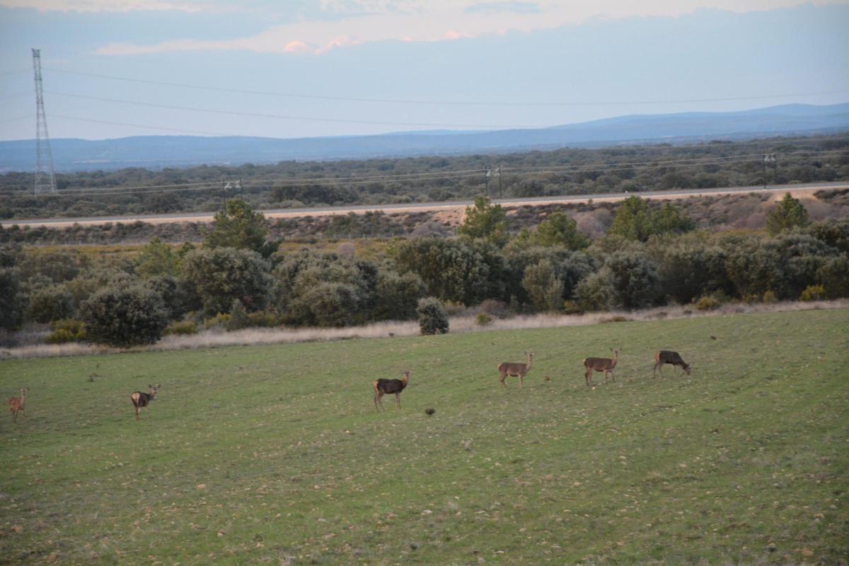 Ciervas pastando en terrenos de la Sierra de la Cuelebra