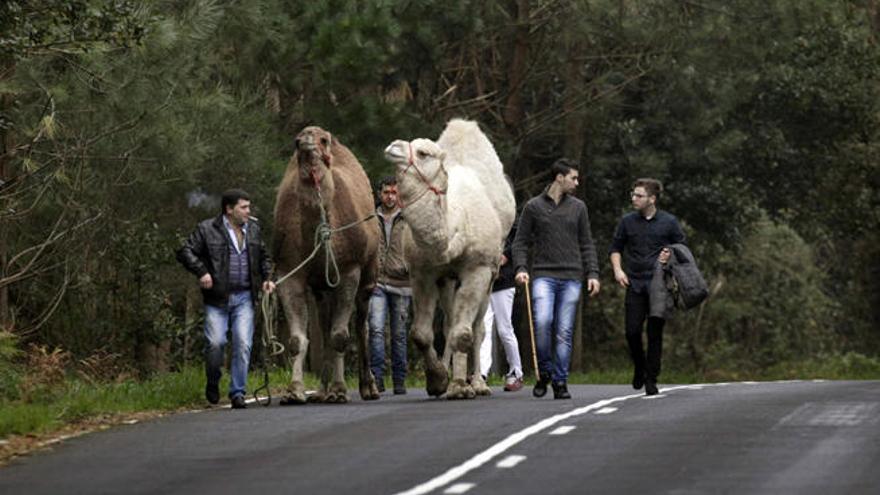 Imagen de los dromedarios de Camariñas // Cabalar