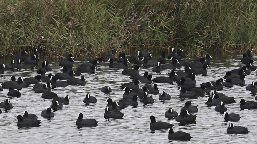 Un marjal con  una salud de hierro