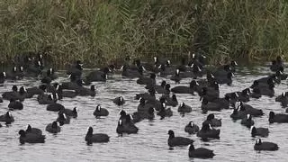 Un hogar para la biodiversidad en el marjal norte de Sagunt