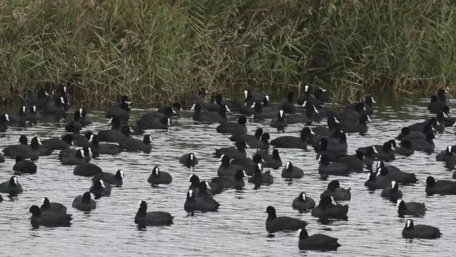Un hogar para la biodiversidad en el marjal norte de Sagunt